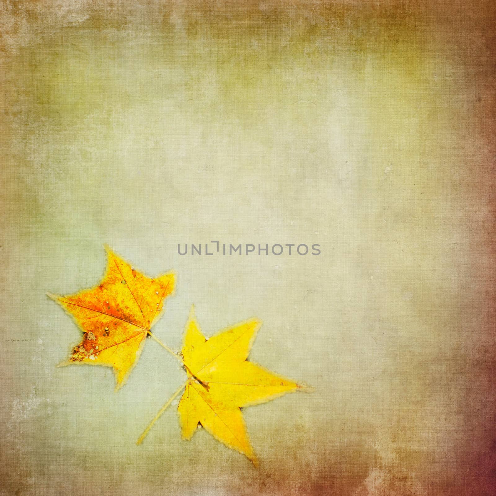 Autumn colorful maple leaf on grungy background by Lawren
