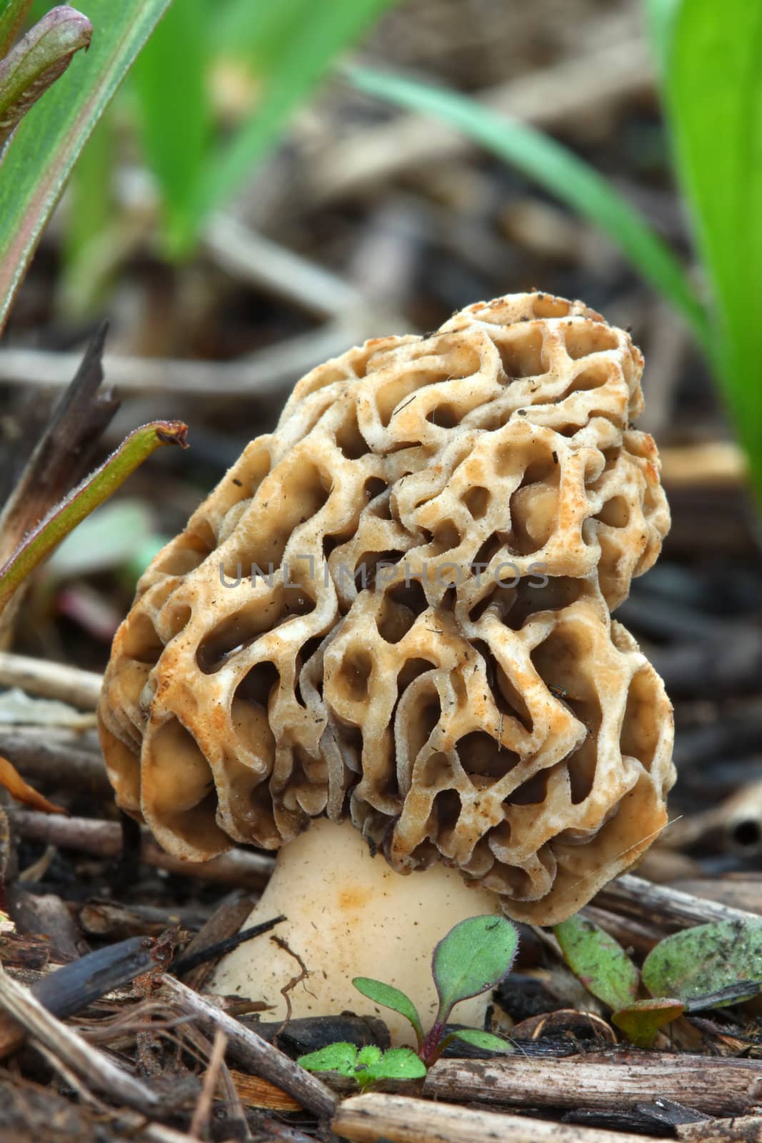 Morel in Illinois by Wirepec