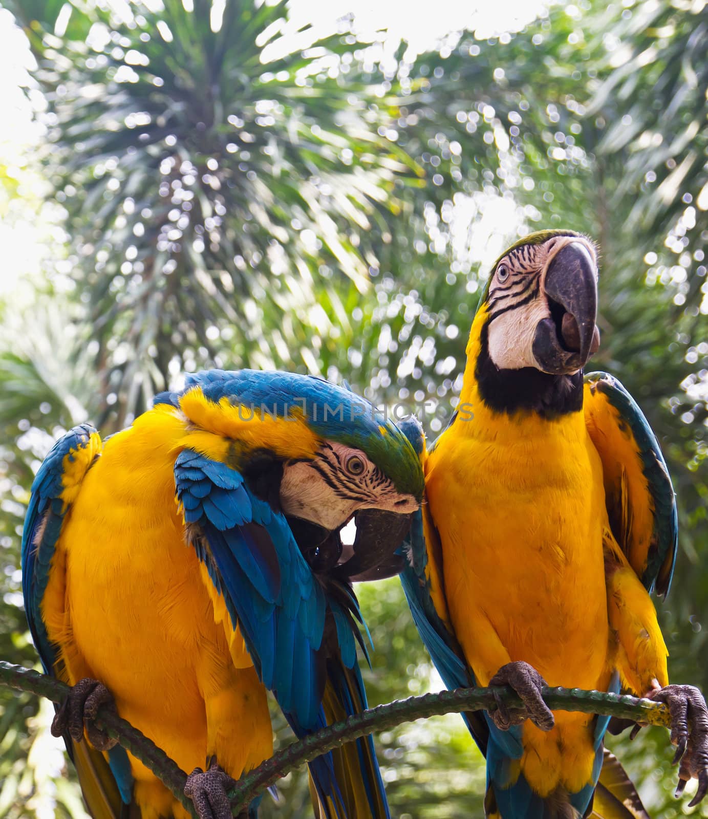 Two Parrot birds standing side by side