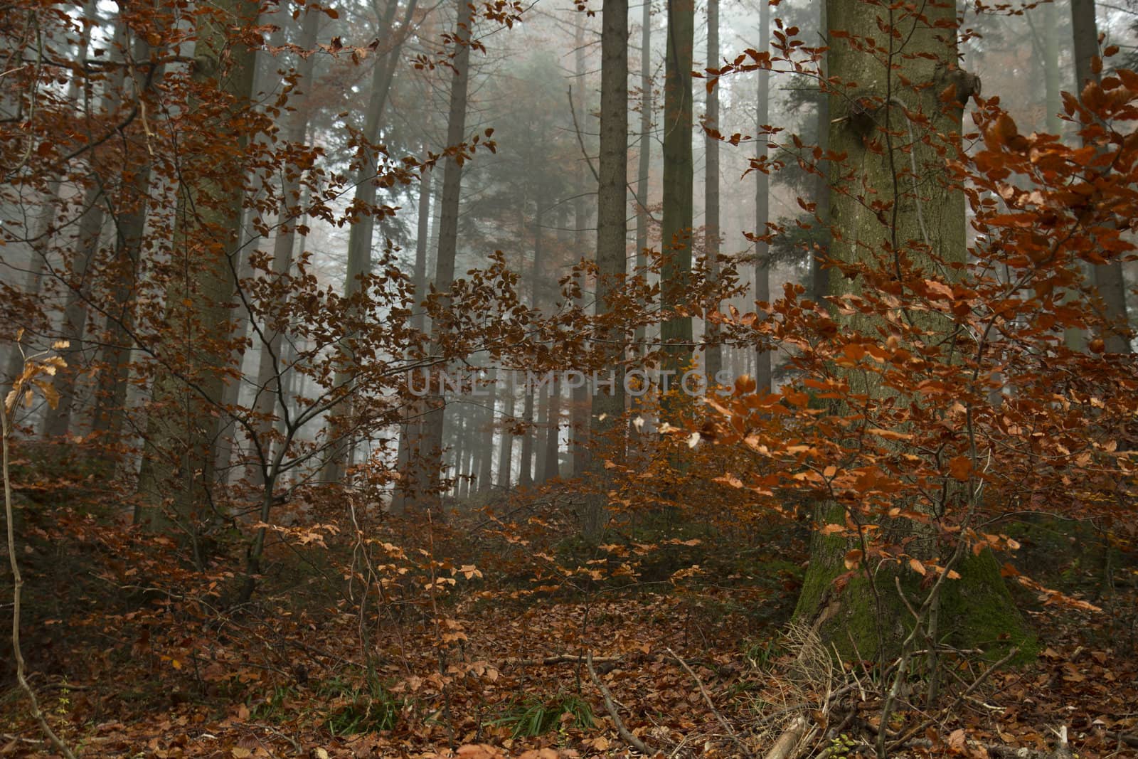 german forest with orange leaves in autumn