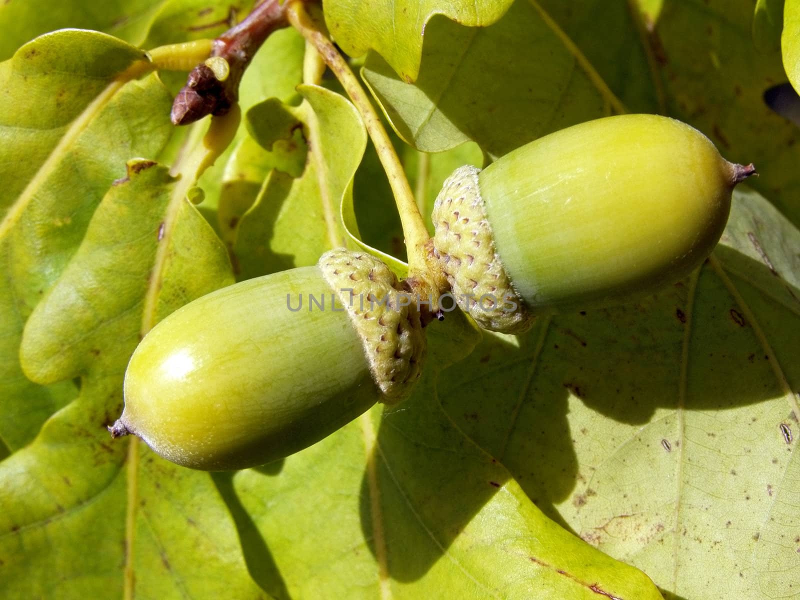 green acorn amongst oak sheet by basel101658
