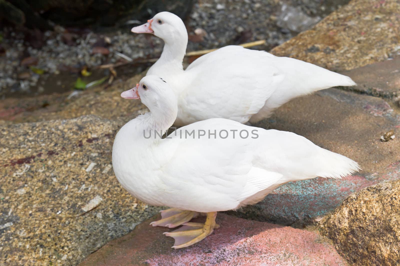 Two white duck standing by stoonn