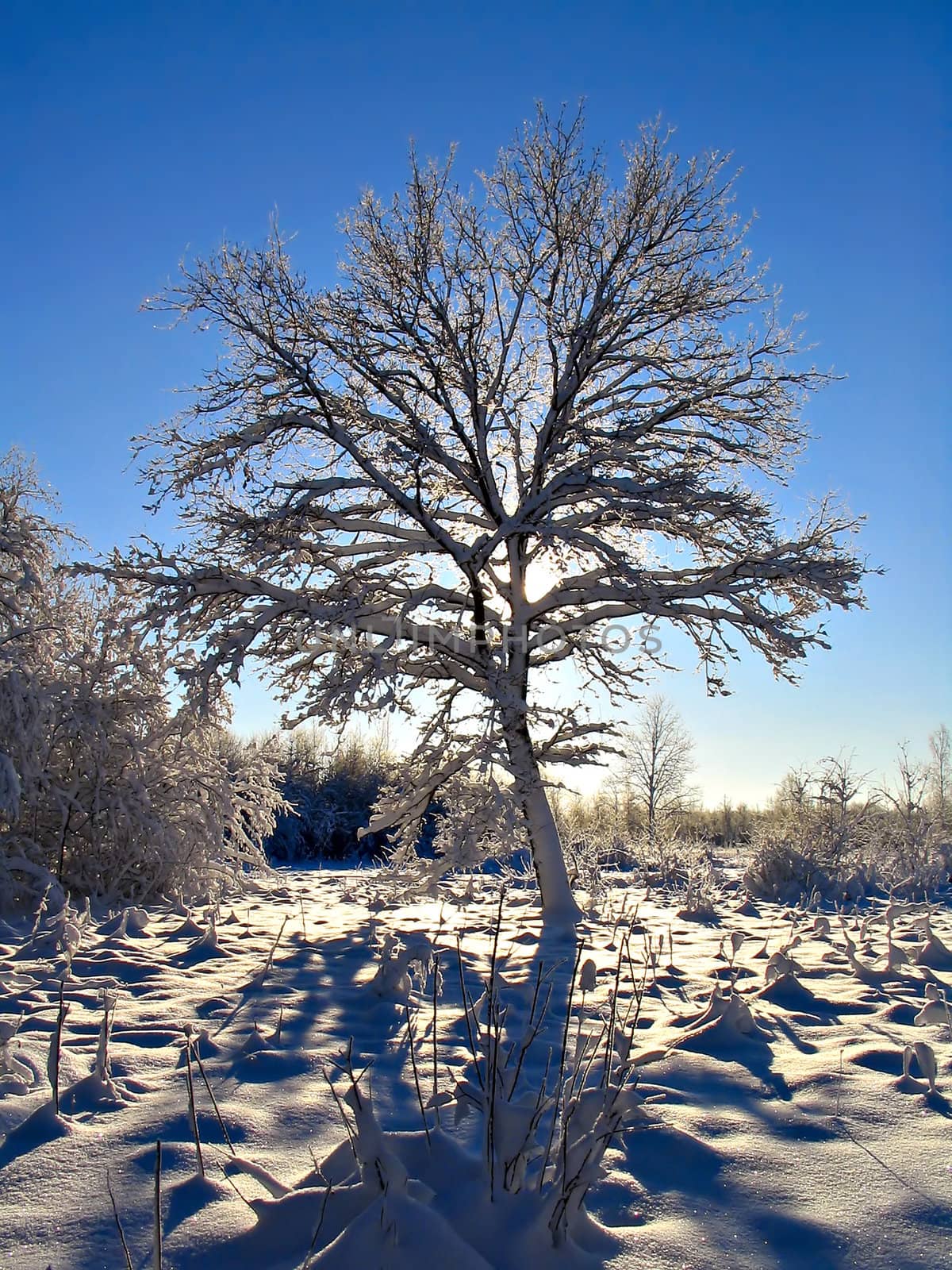 tree in snow