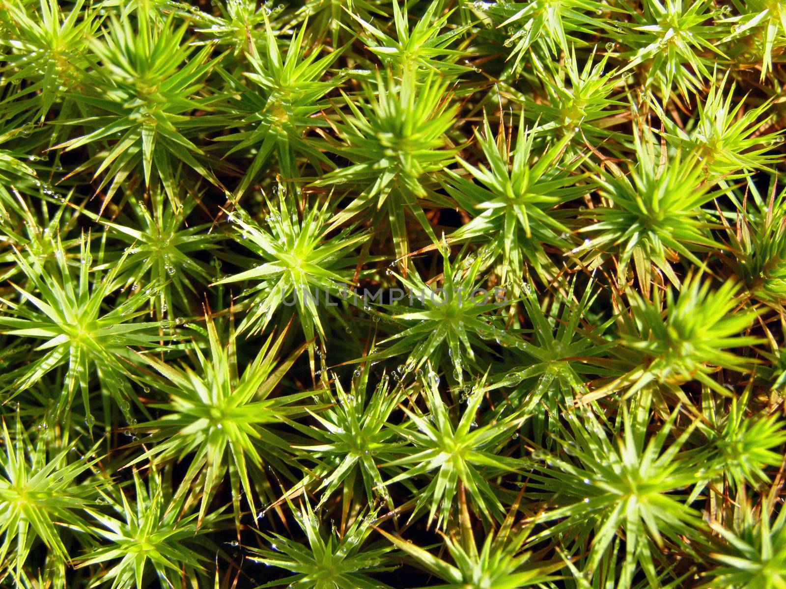 marsh moss