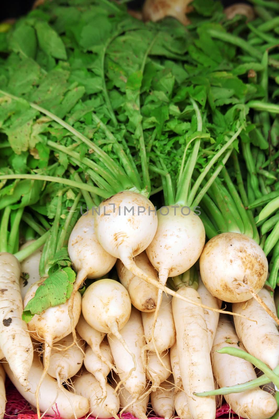 Ripe white radish root in the market