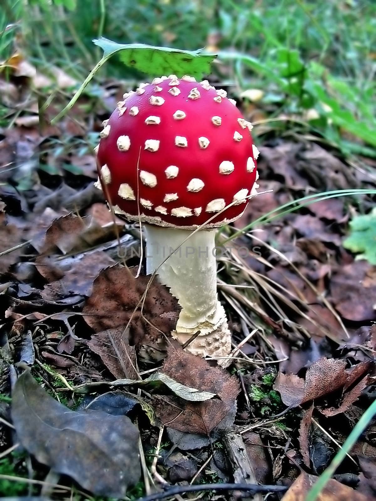 red fly agaric