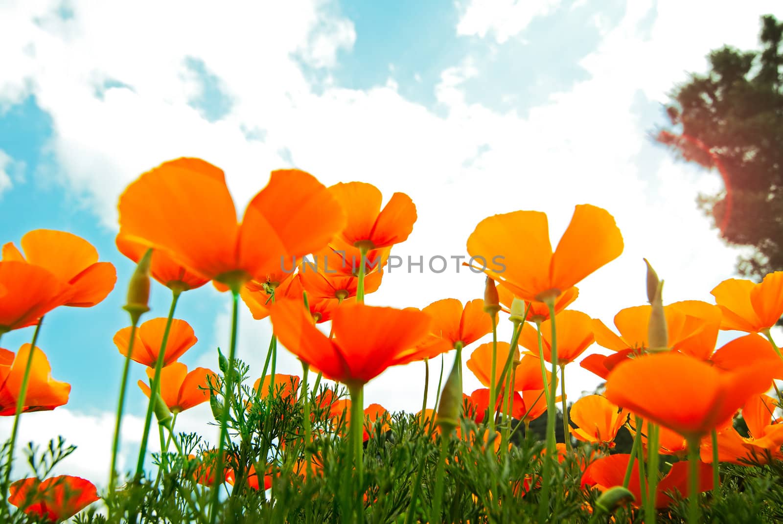 Orange Poppies Field shoot against blue sky with sun burst and lens flare effect.