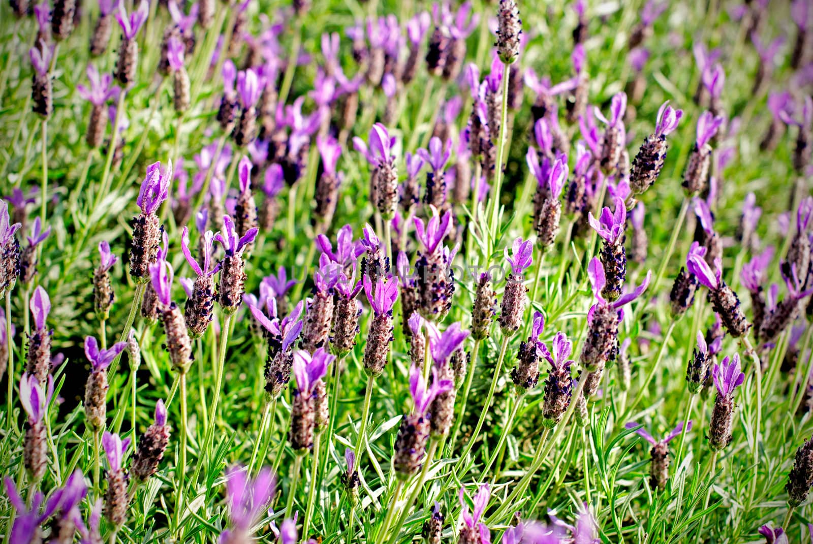 Selective focus of heather Calluna vulgaris bush on green vegetation background