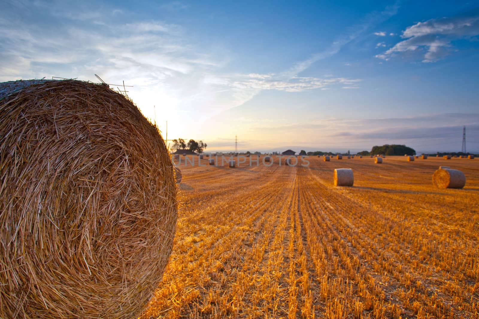 Wheat straw bale after harvest