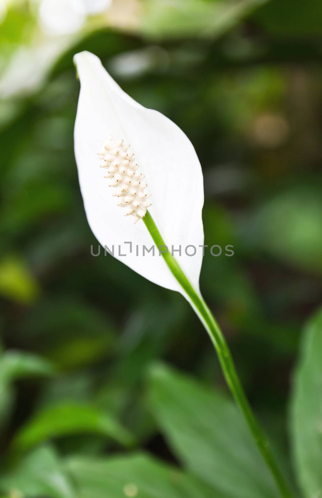 White Flamingo flower or  Anthurium flower in the garden, Thailand.