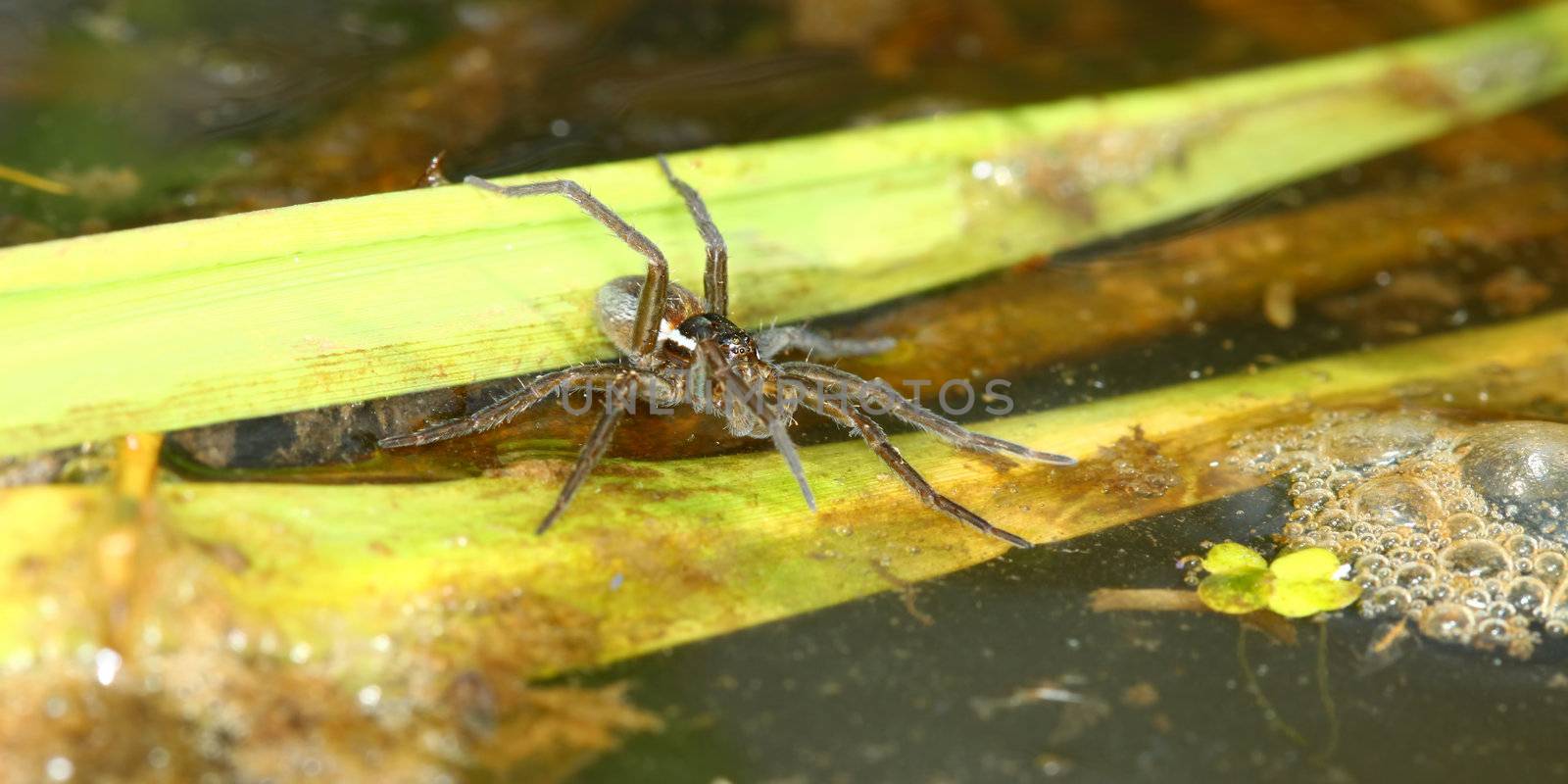 A Six-spotted Fishing Spider (Dolomedes triton) in an Illinois wetland.