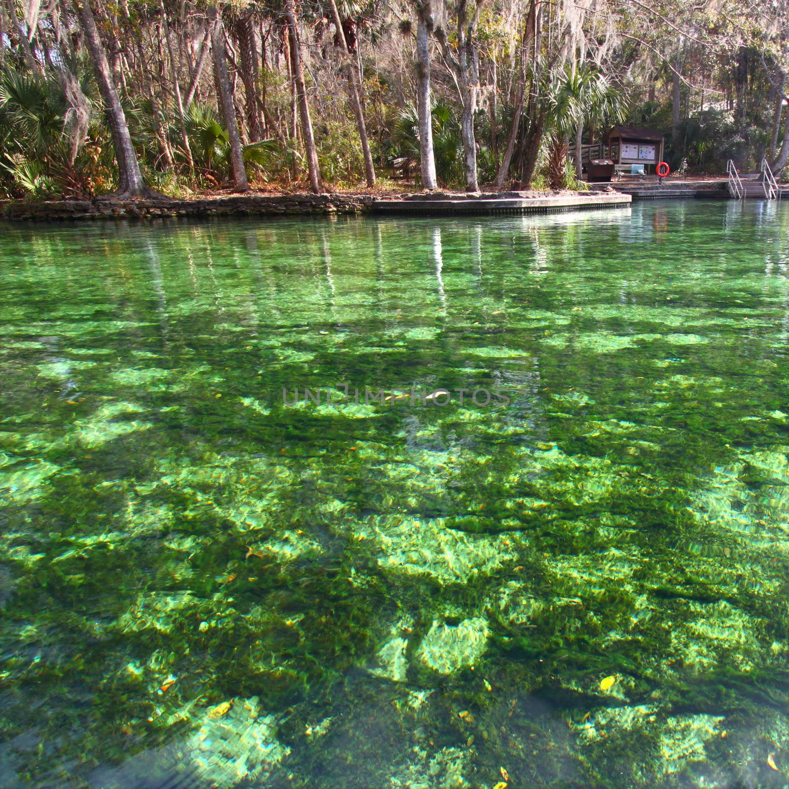 Clear waters of Wekiwa Springs State Park in central Florida.