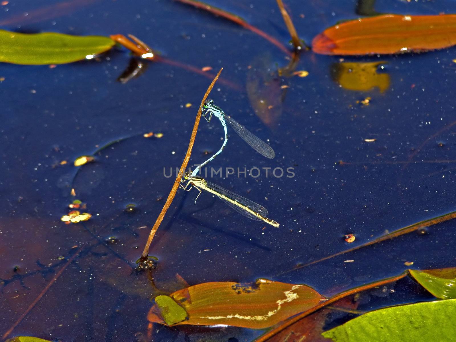 two dragonflies on herb