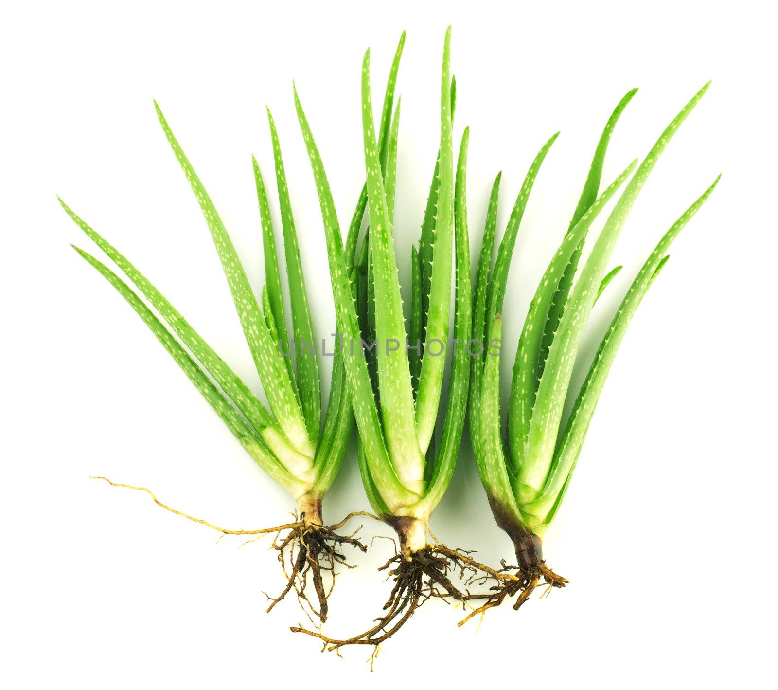 Three aloe vera plants on white background