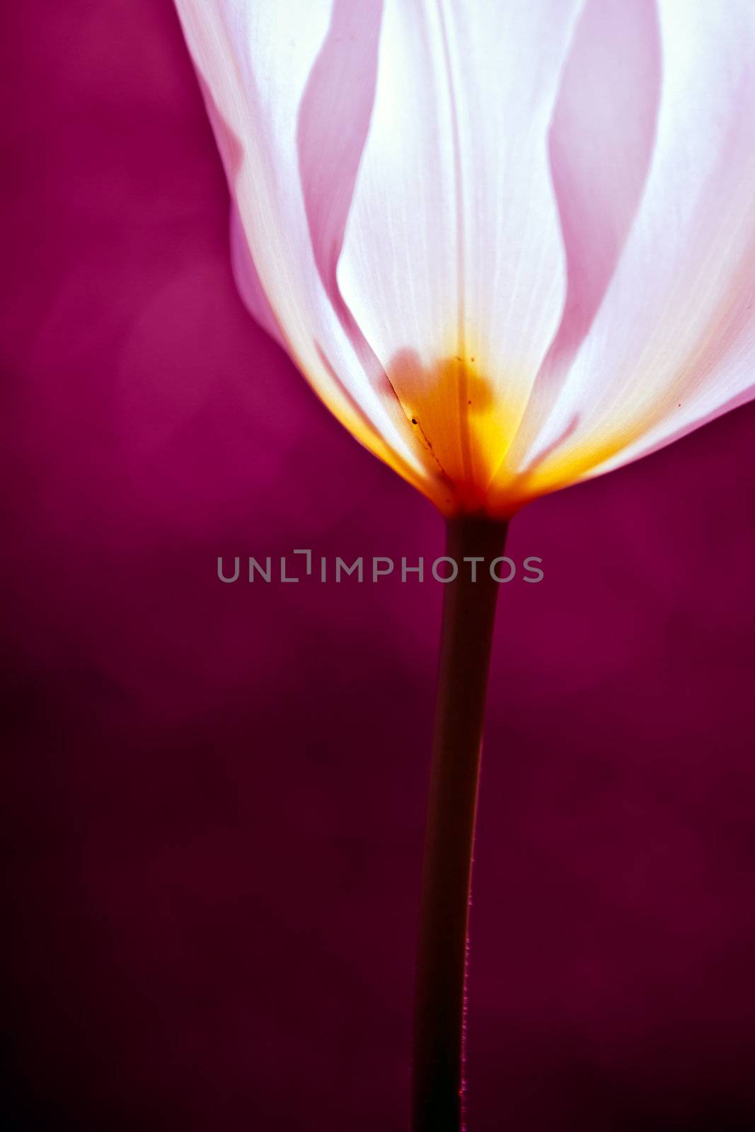 abstract flower by chrisroll