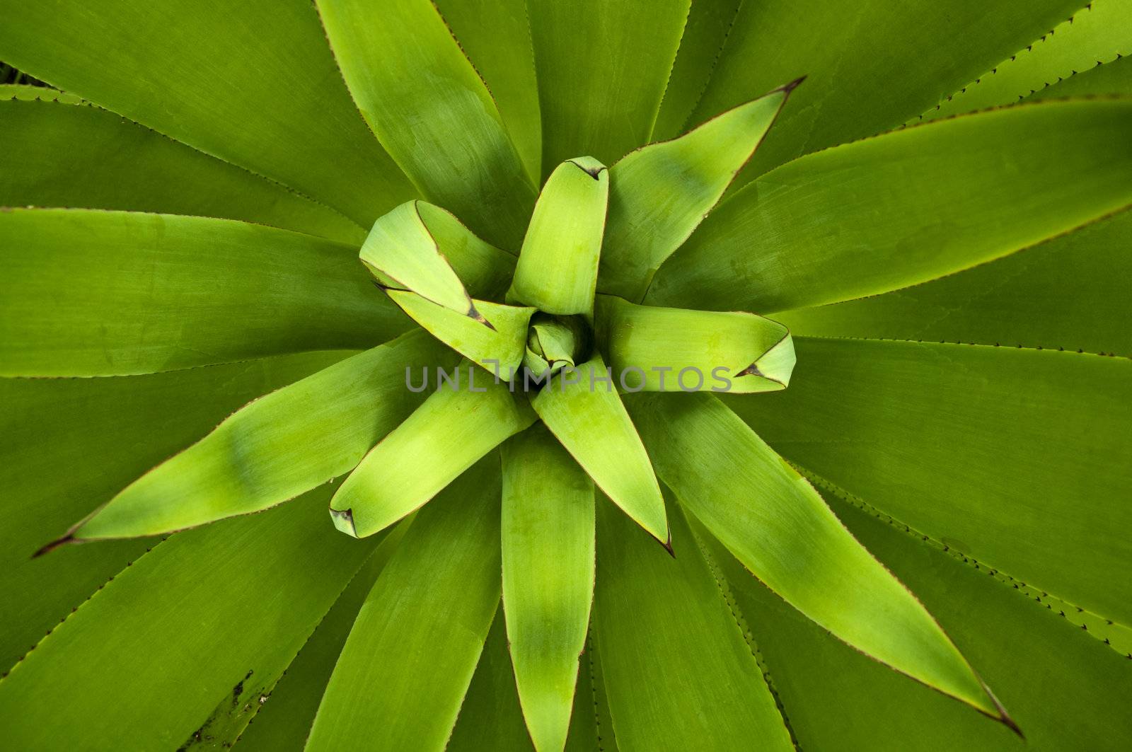 Close up picture of an Agave plant, overhead view