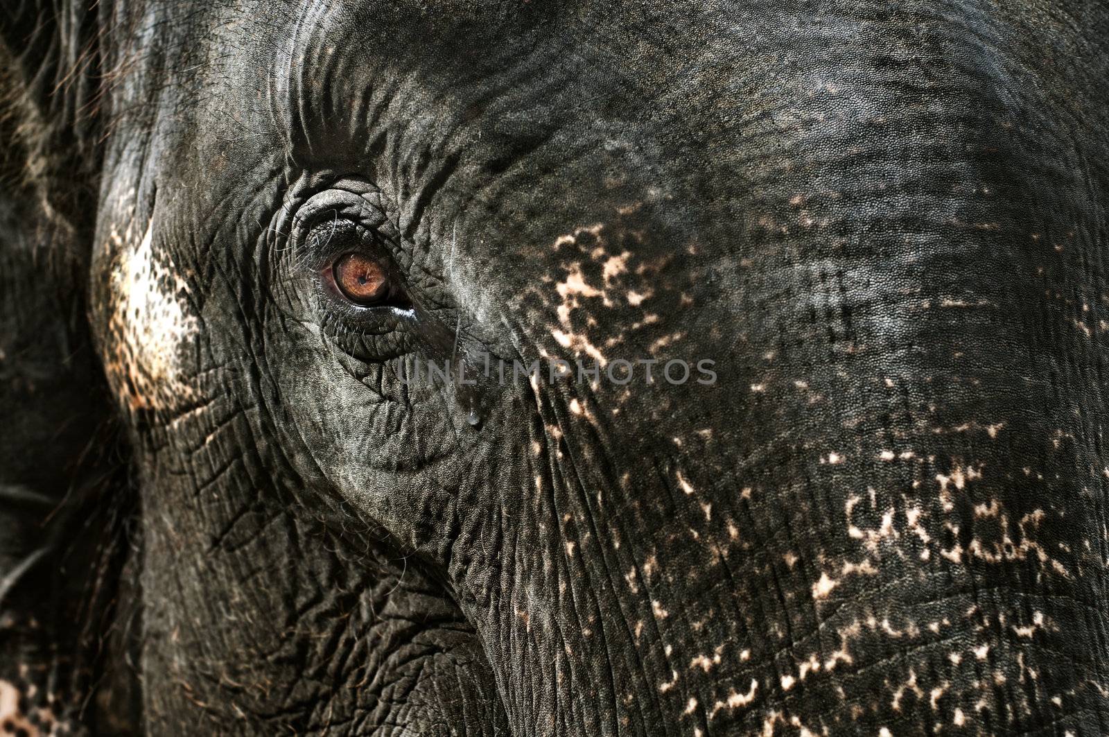 Closeup of the tearing eye of an Asian elephant.