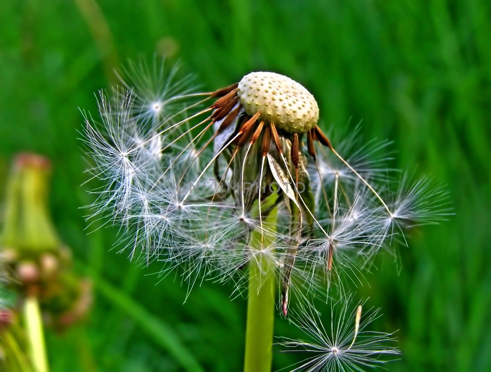 dandelion on green field