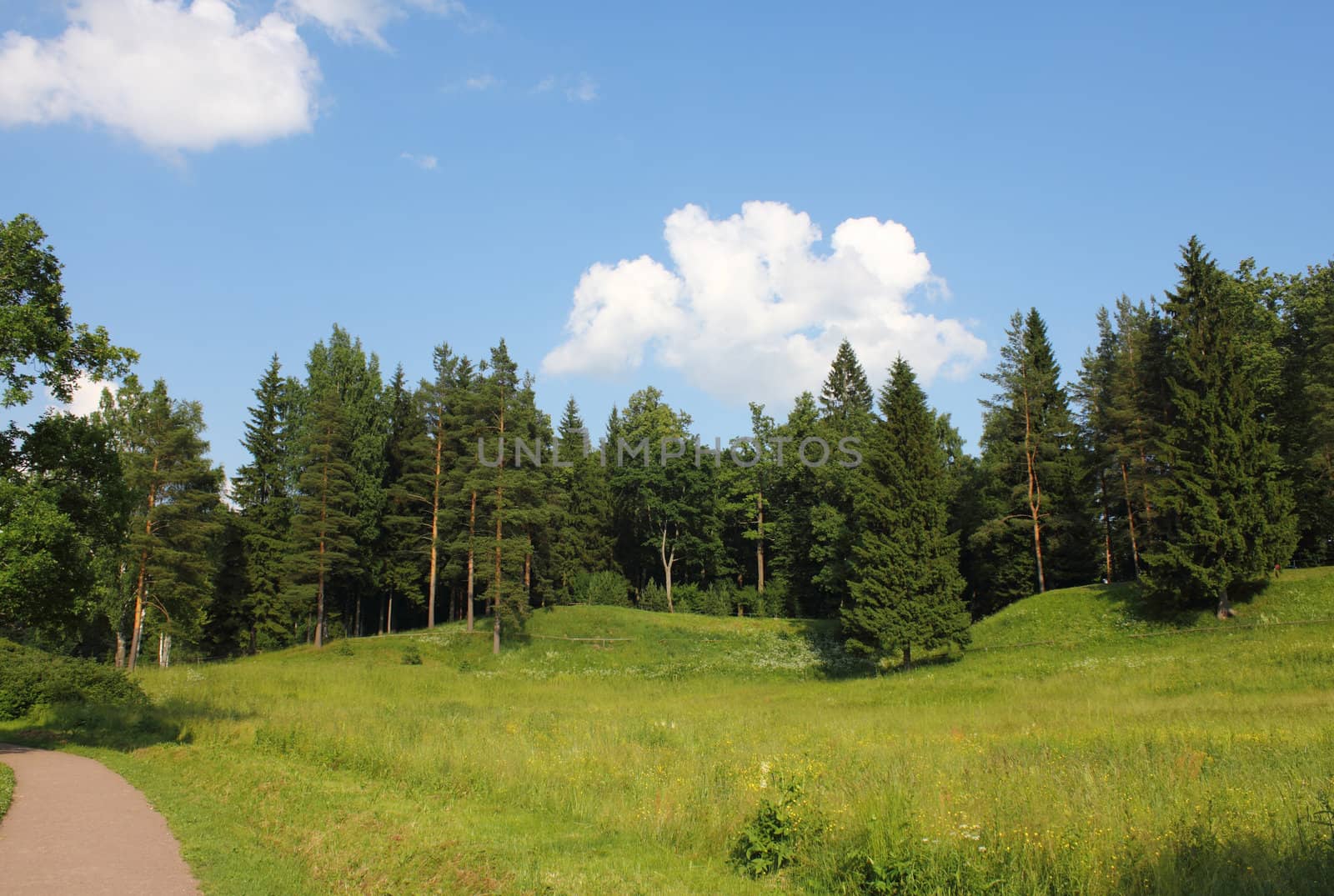 Park in sunny summer day