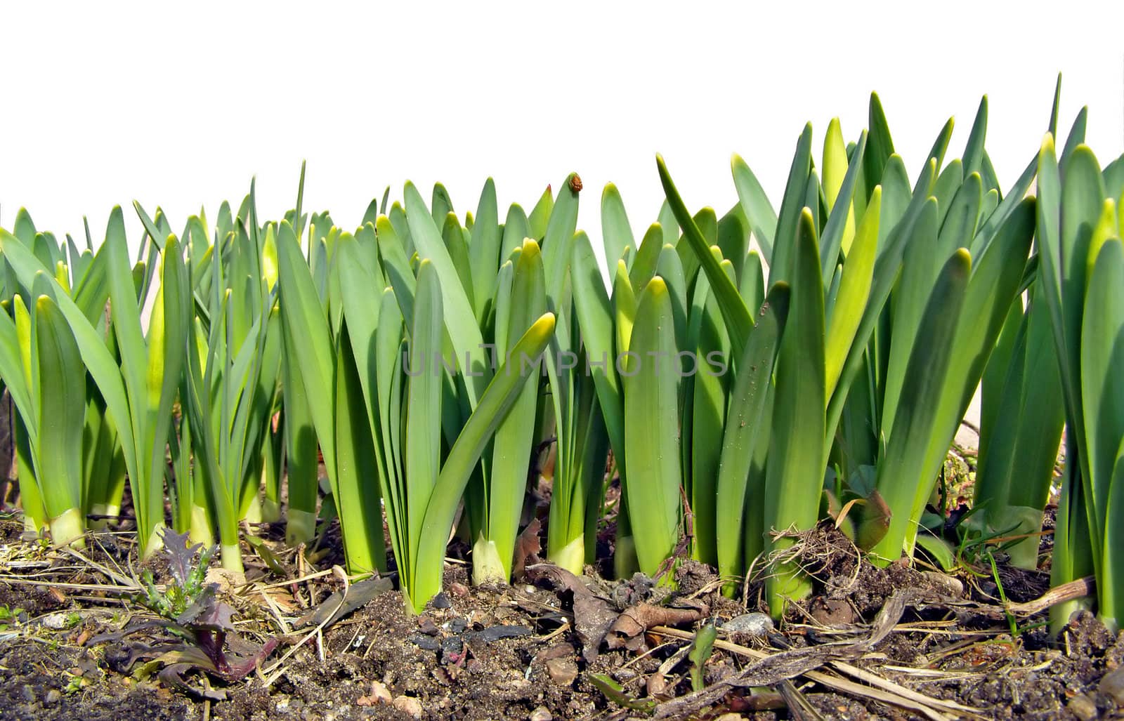 young sprout tulip