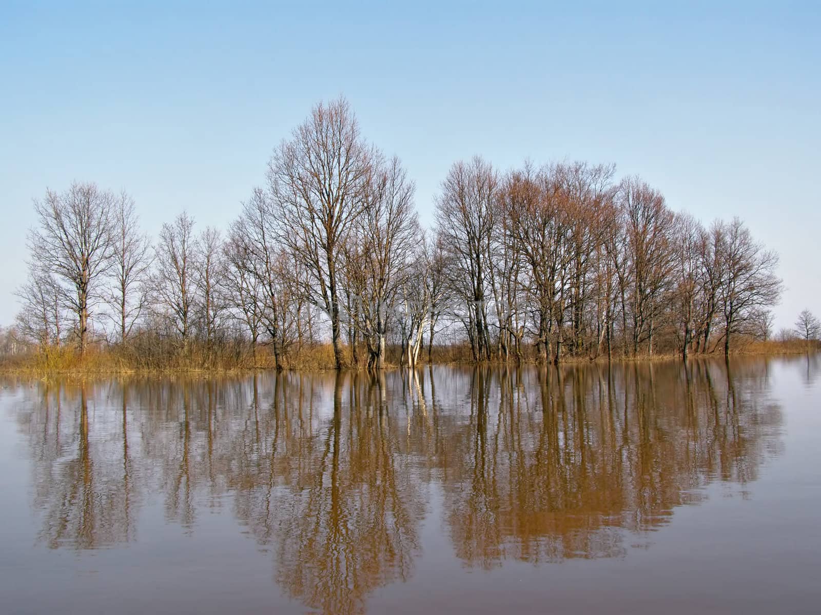 The Tree in water.