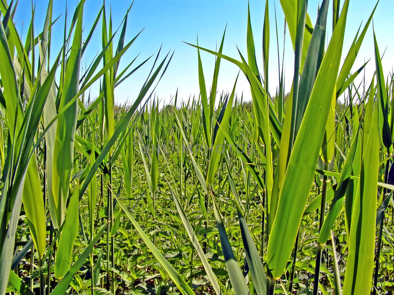 marsh sedge