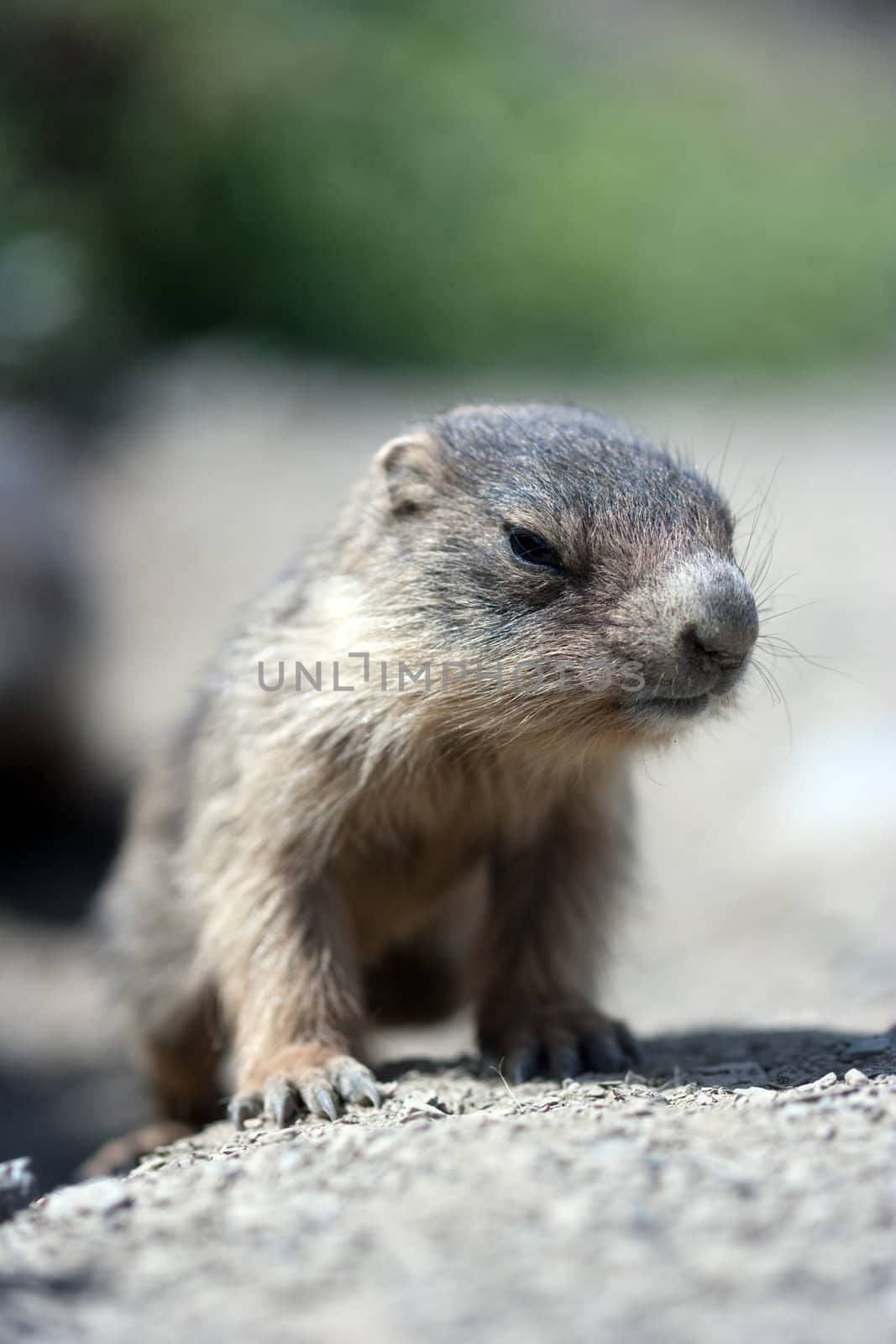 baby marmot close-up by chrisroll