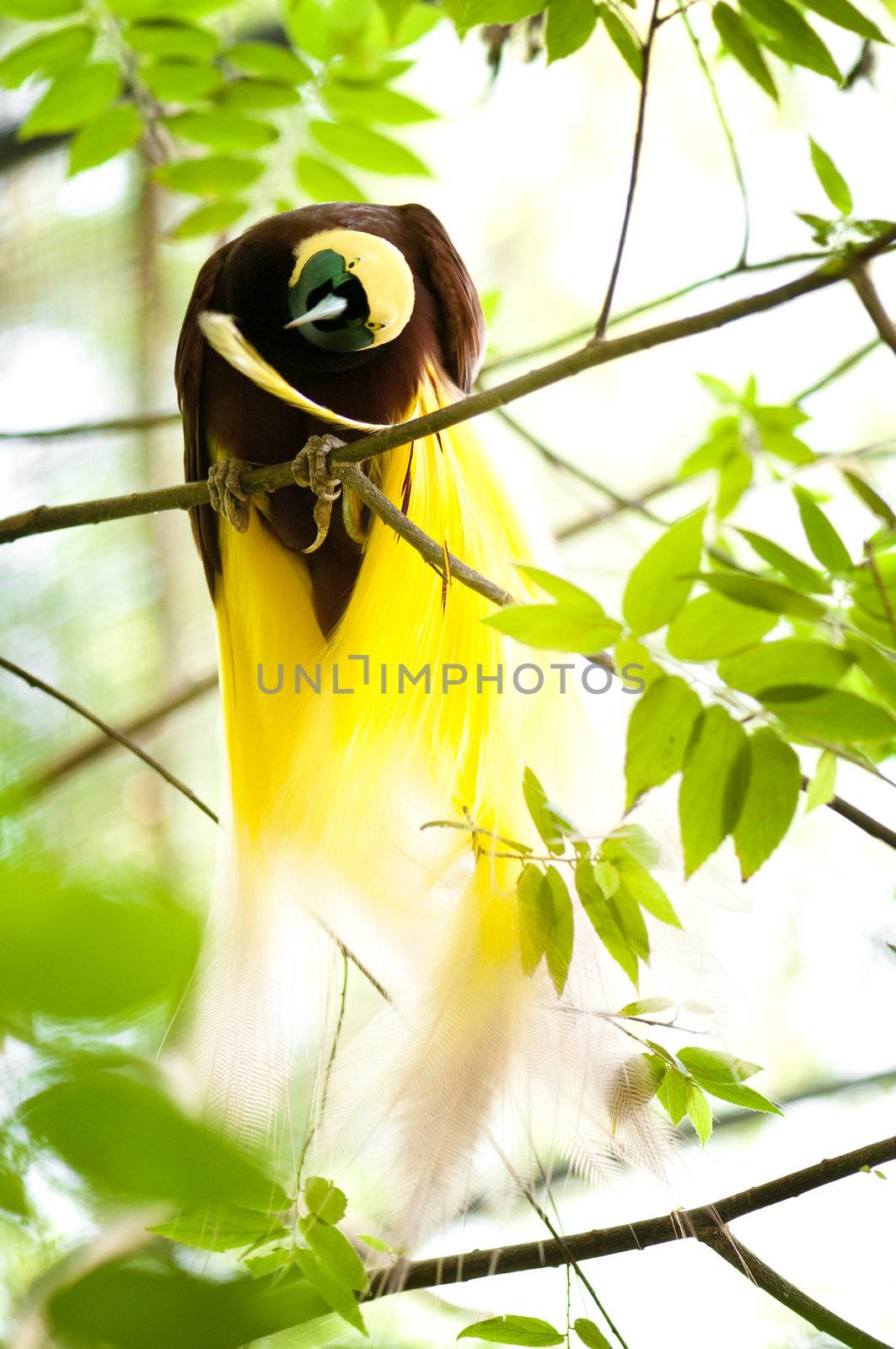 Lesser Bird of Paradise or Paradisaea minor. One Of the most exotic birds in Papua New Guinea.