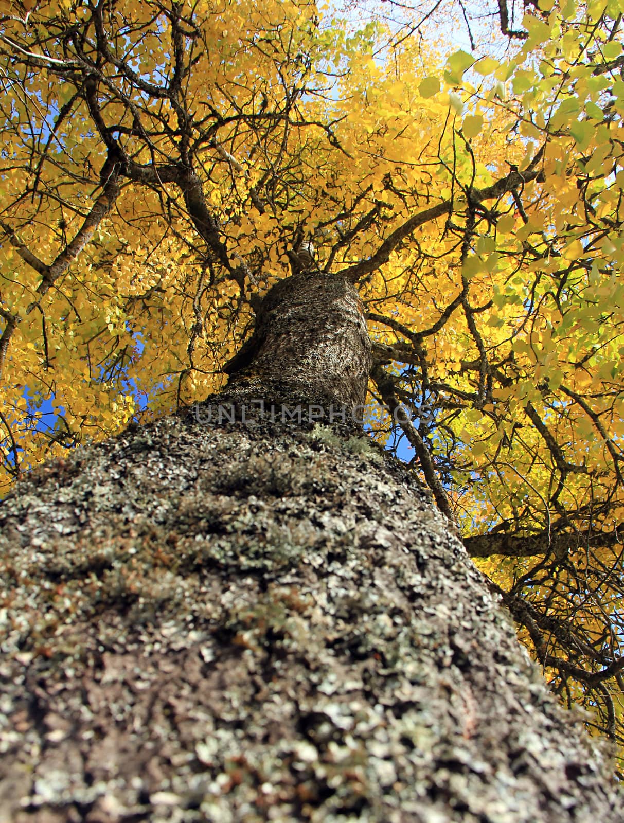 autumn tree by Hasenonkel