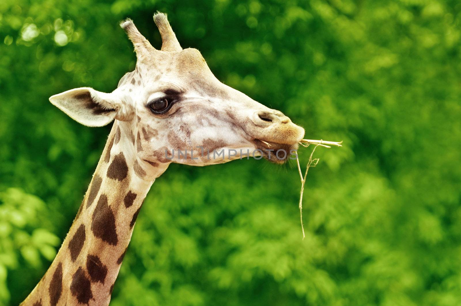 Giraffe eating twig, forest background