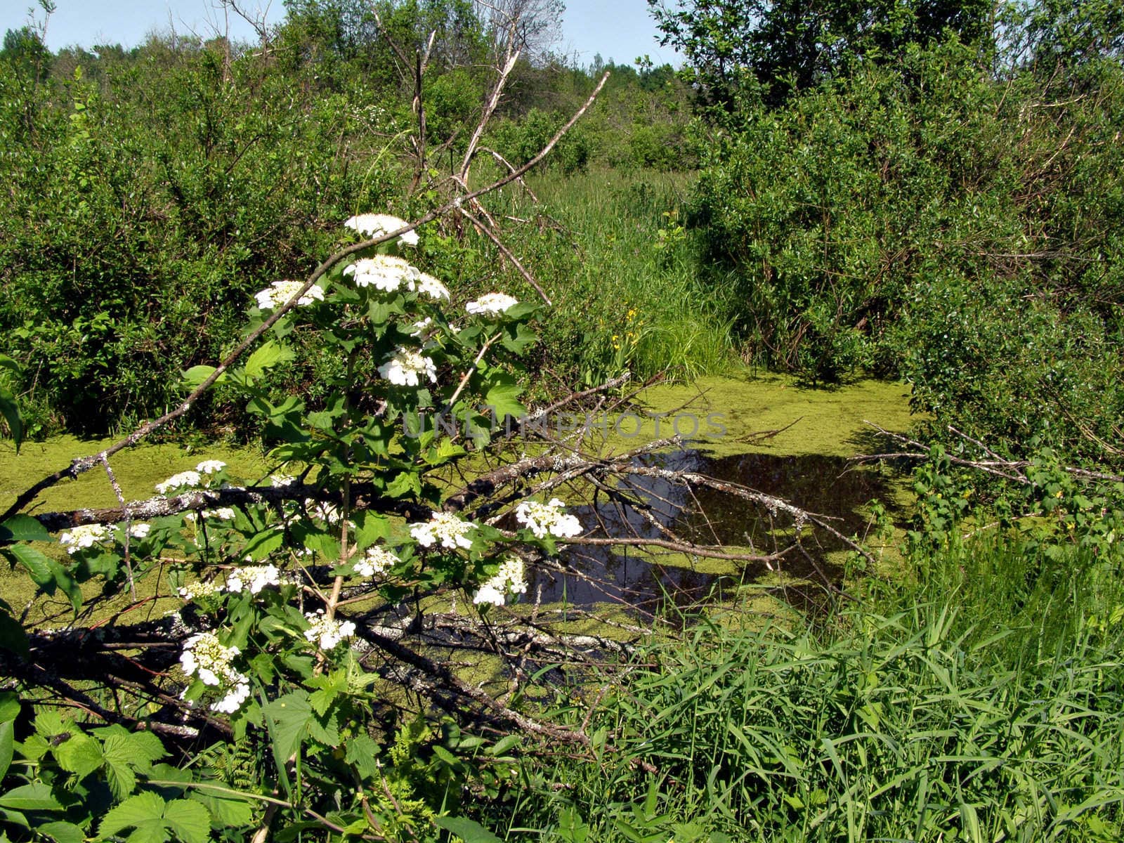 flower of the viburnum near marsh