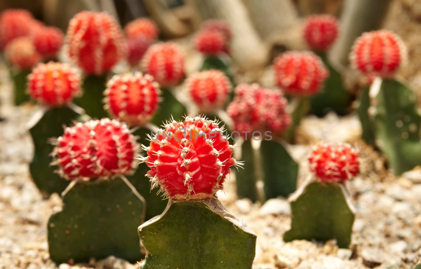 Bright and colorful Cactus. Gymnocalycium michanovichii var. rubra