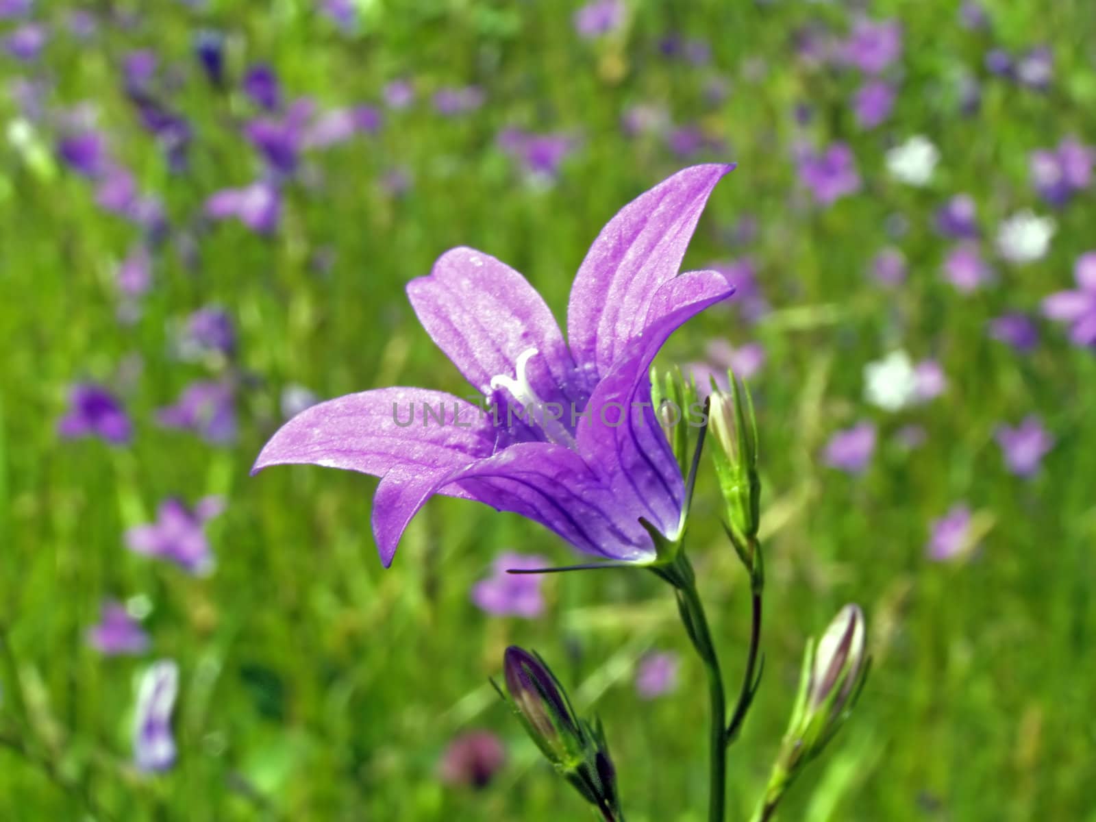 campanula