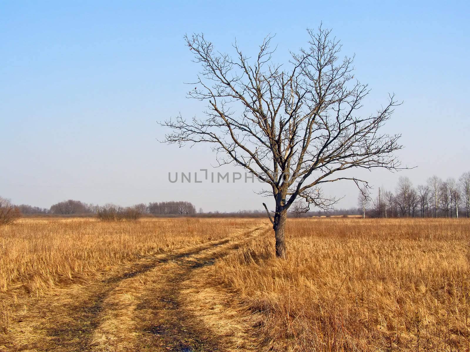 small oak on autumn field