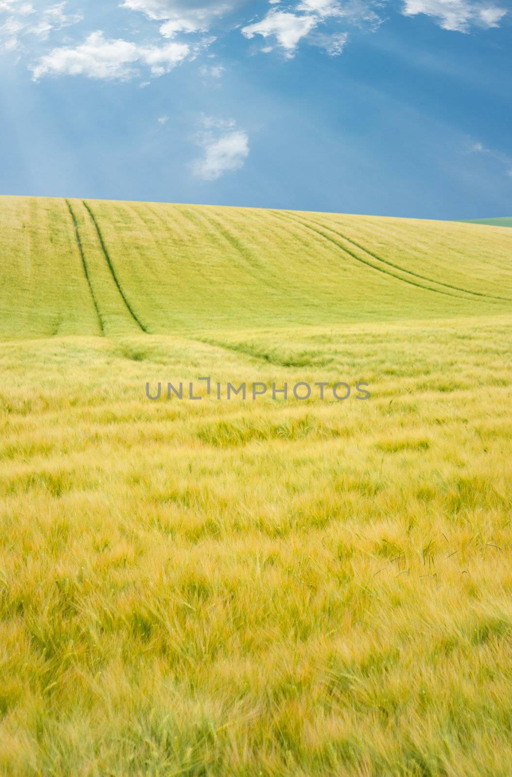 Landscape of wheat field in France