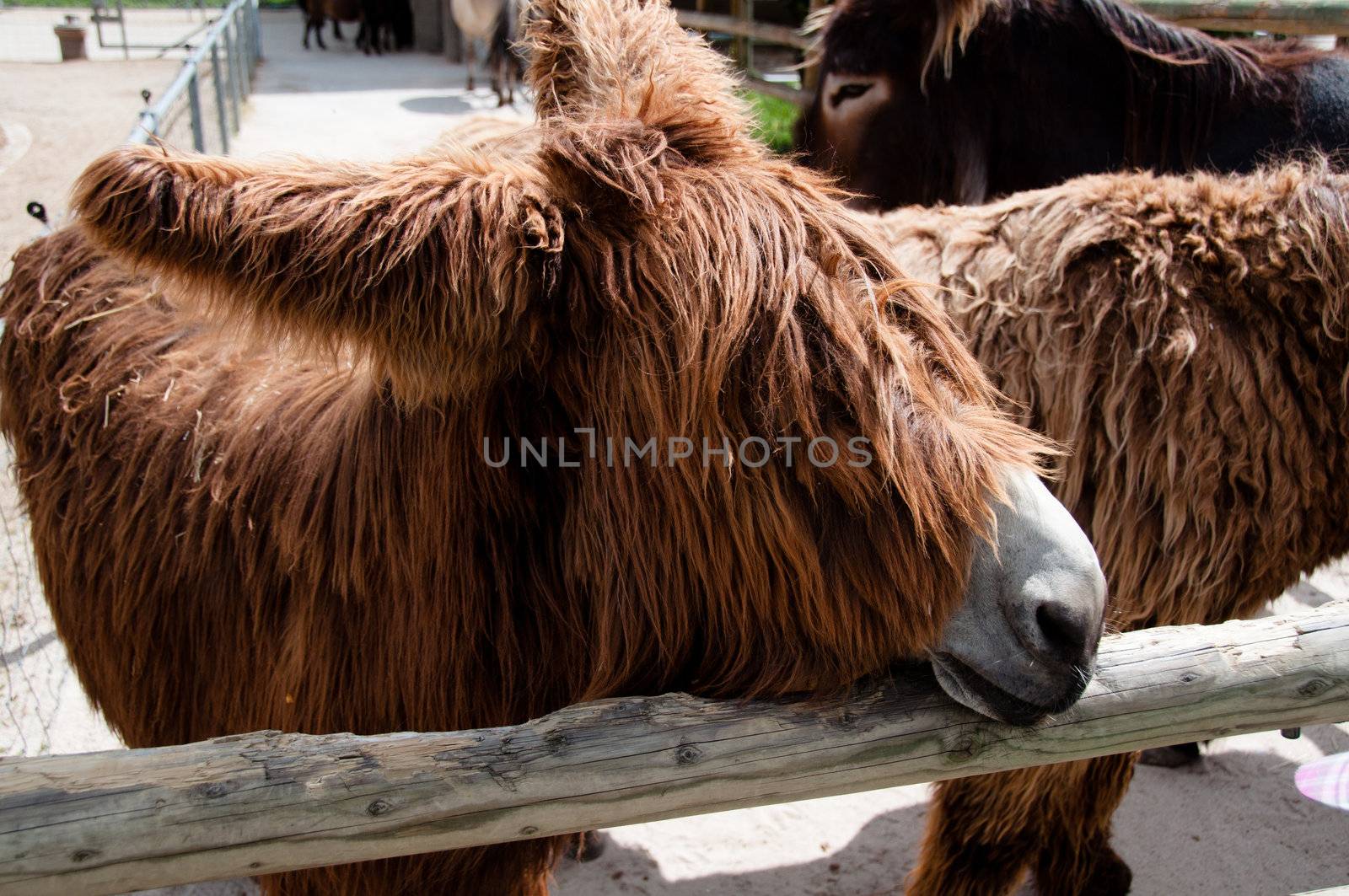 Rare poitou donkeys on a farm in Germany
