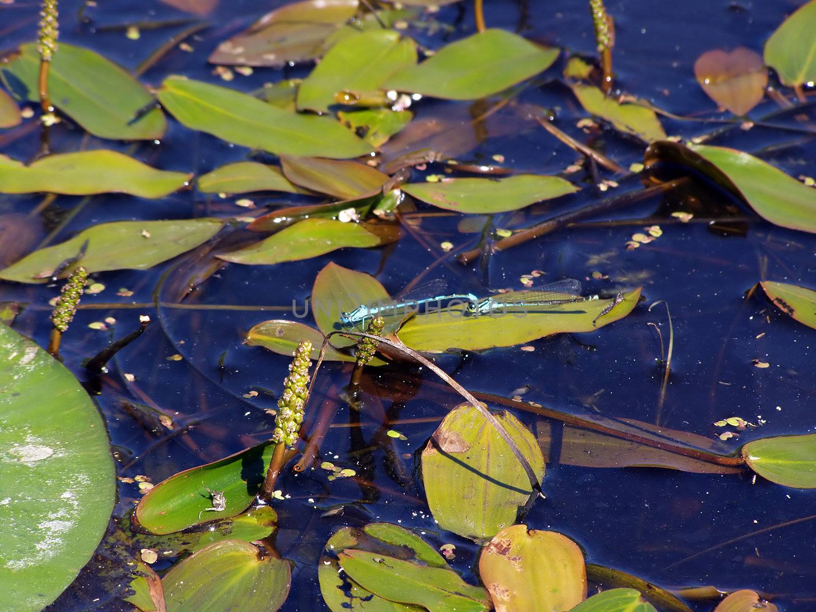 two dragonflies in marsh