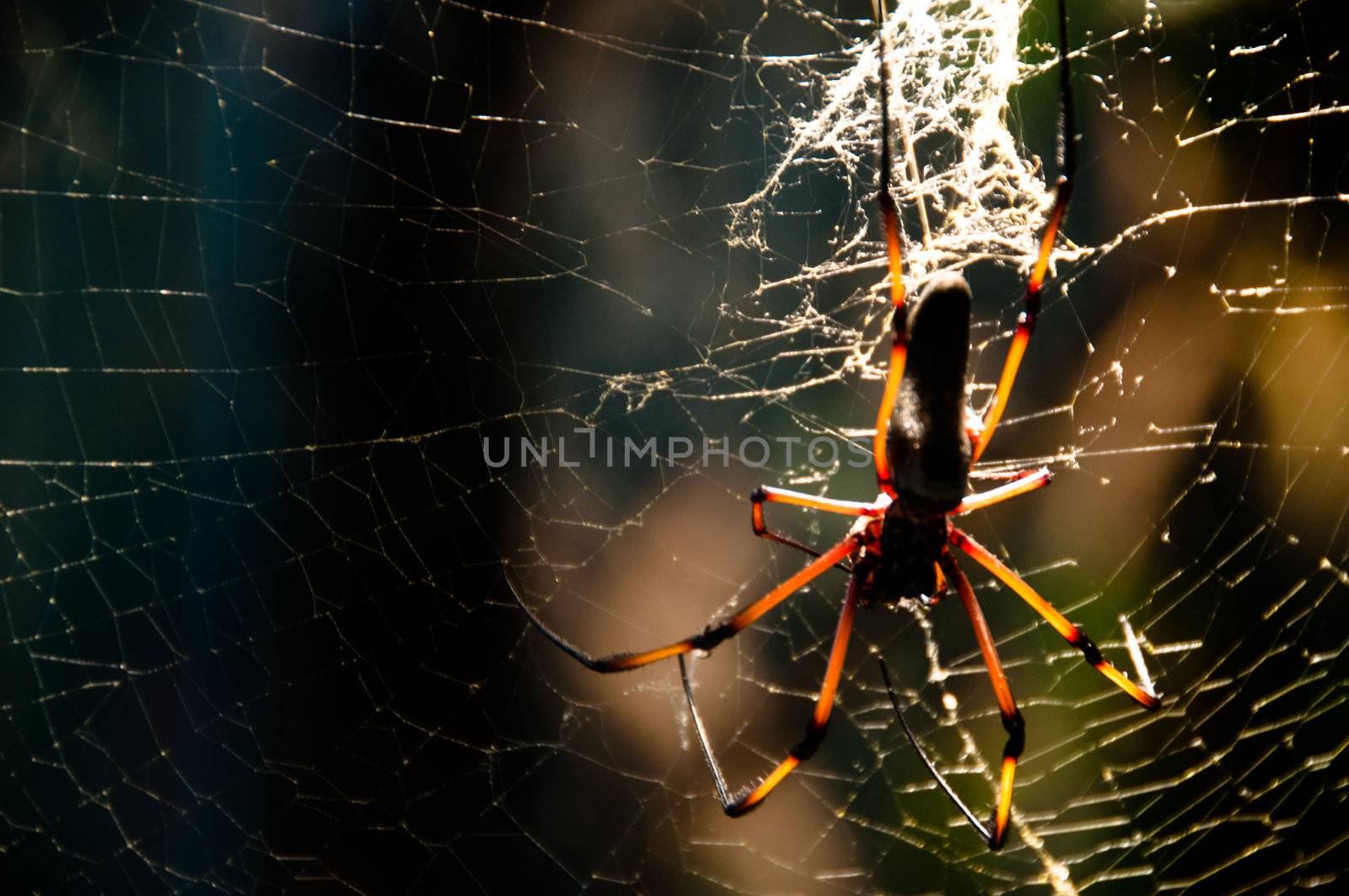 Close-up of large and poisonous spider on the net