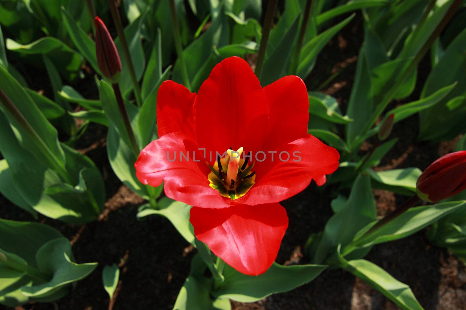 beautiful bright red tulip close up in Keukenhof