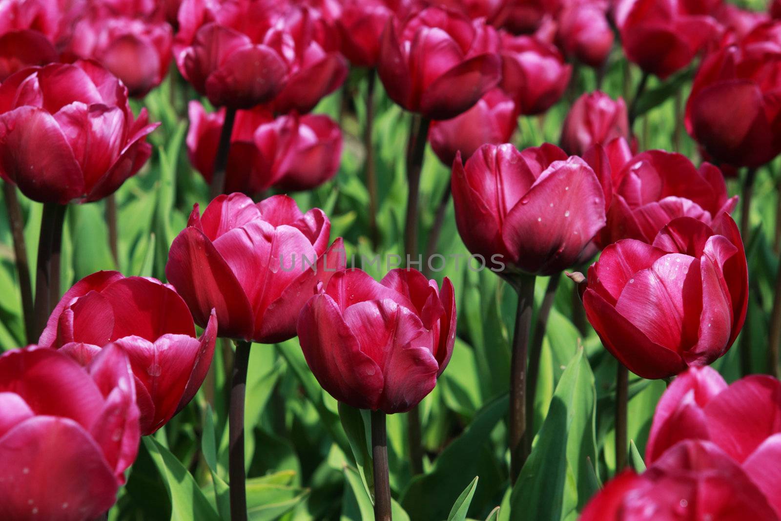 fields with many purple tulips "Negrita" in Keukenhof