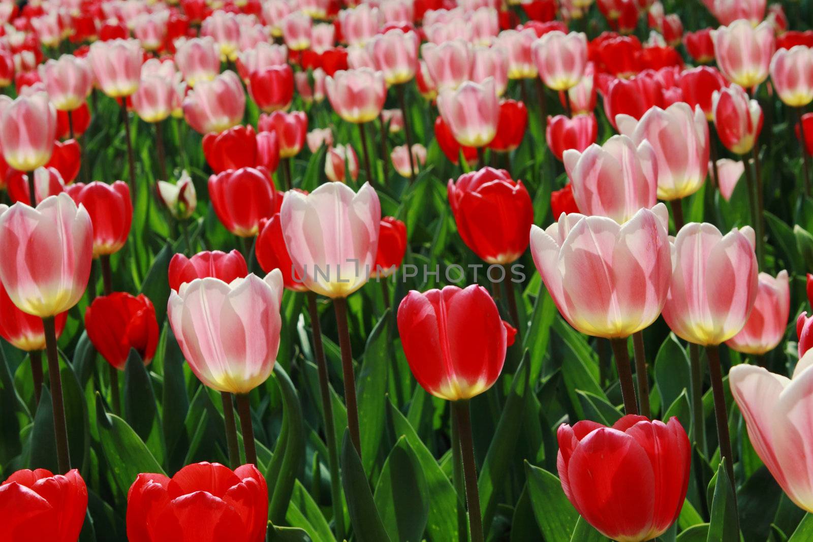 pink and red tulips against the sun in Keukenhof