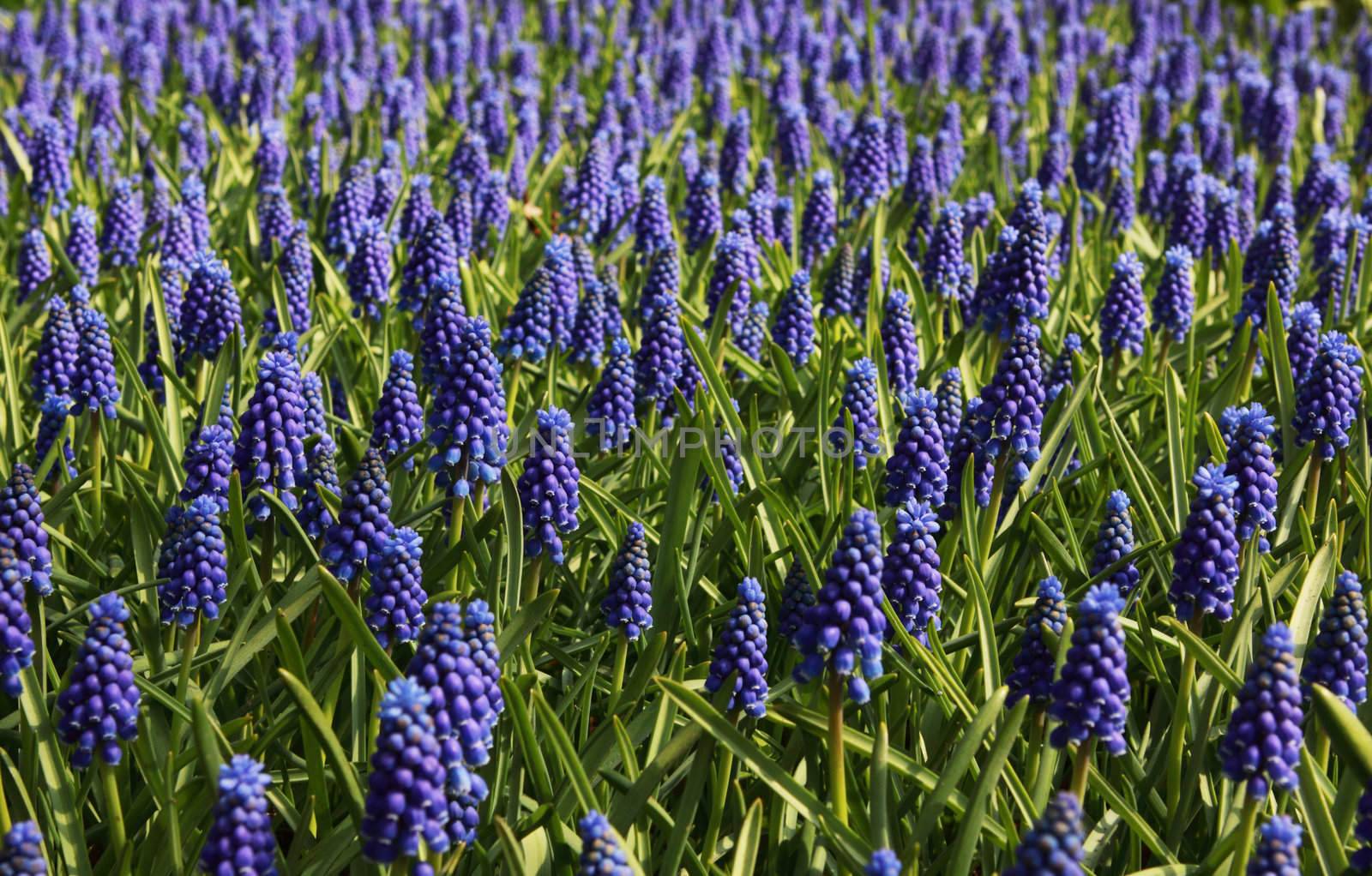 many blue blossoming flowers of Muscari Armeniacum