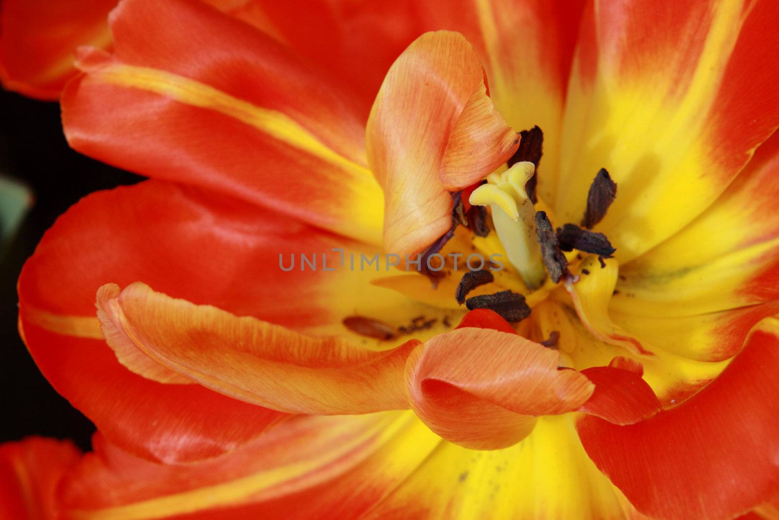 abtract picture of red tulip, close up