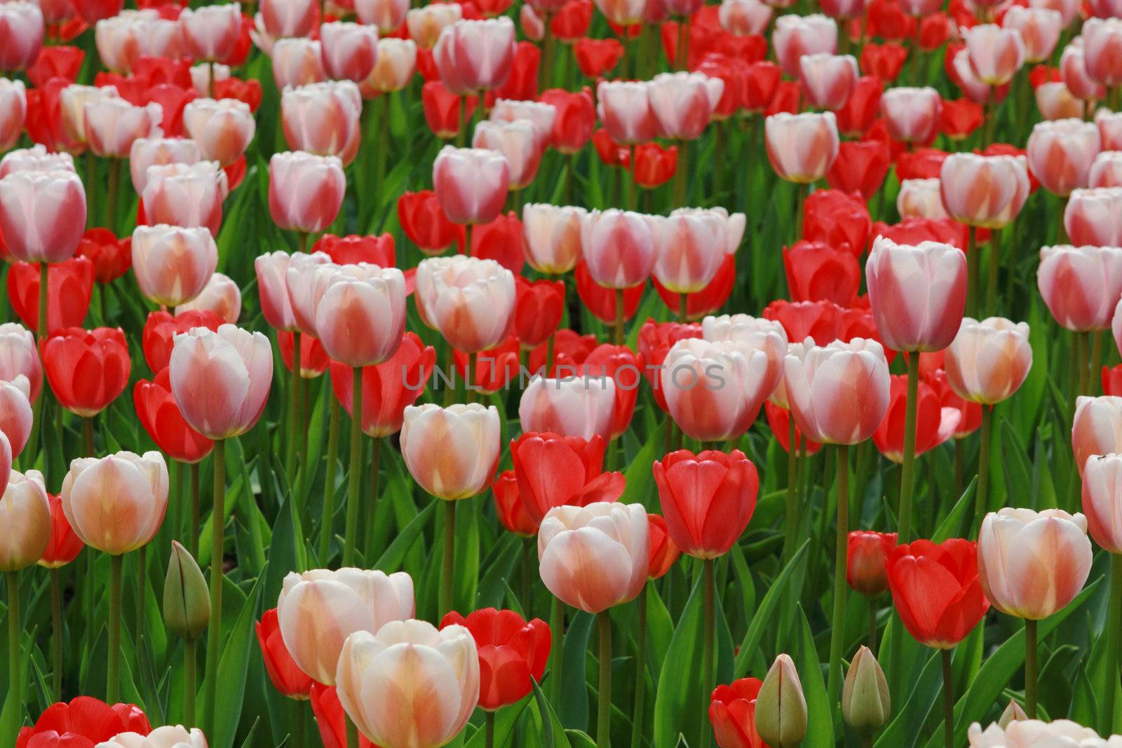 field with many pink and red tulips 