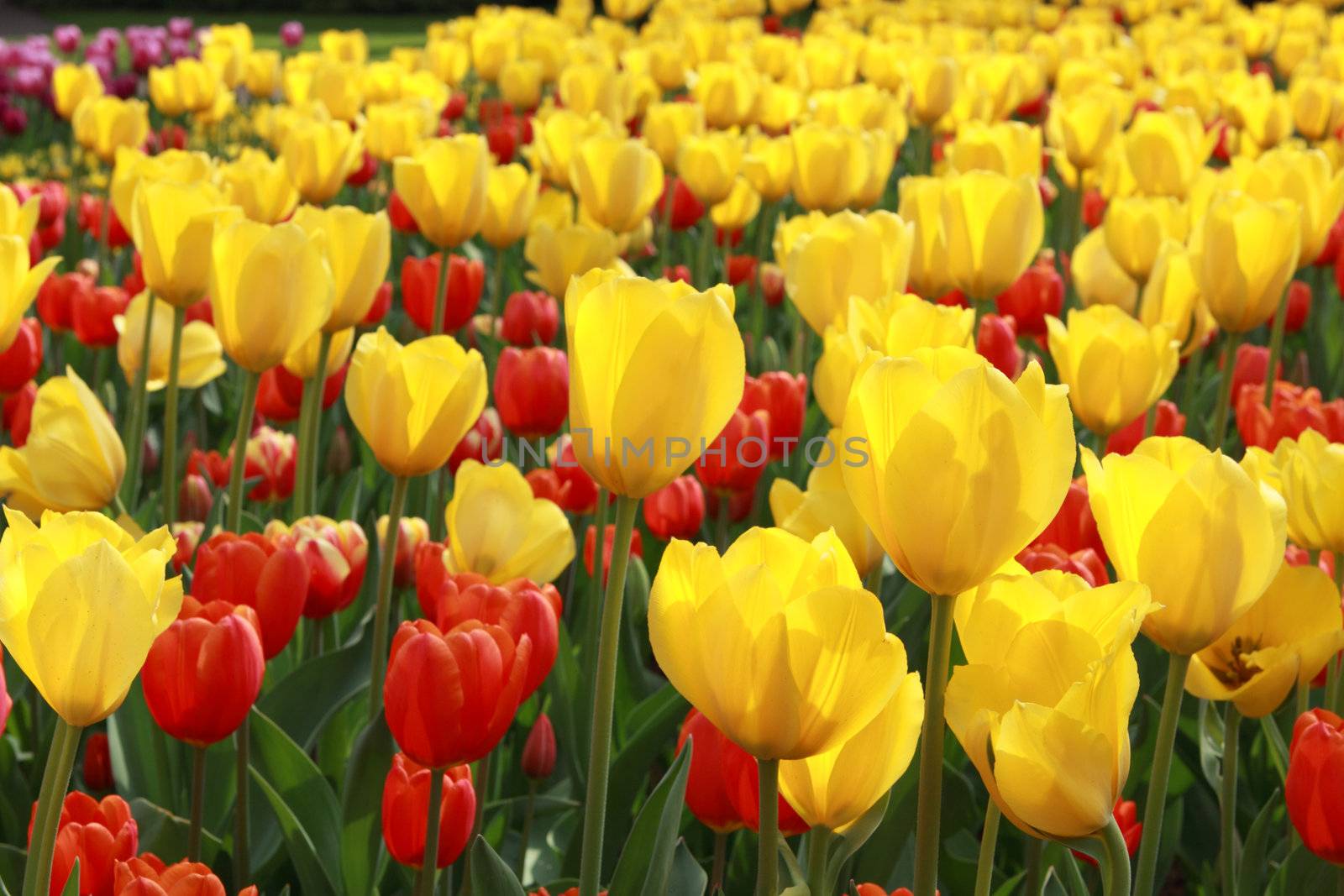 field of yellow and red tulips in Keukenhof