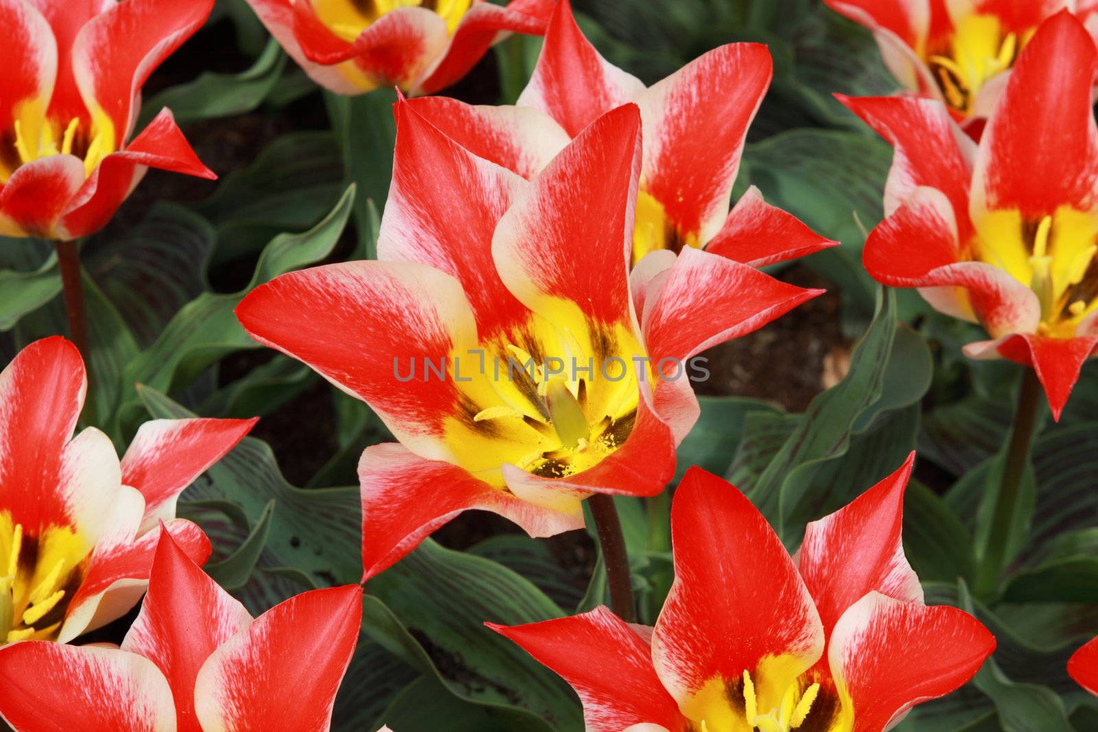 tulip "Pinocchio" close up by catolla