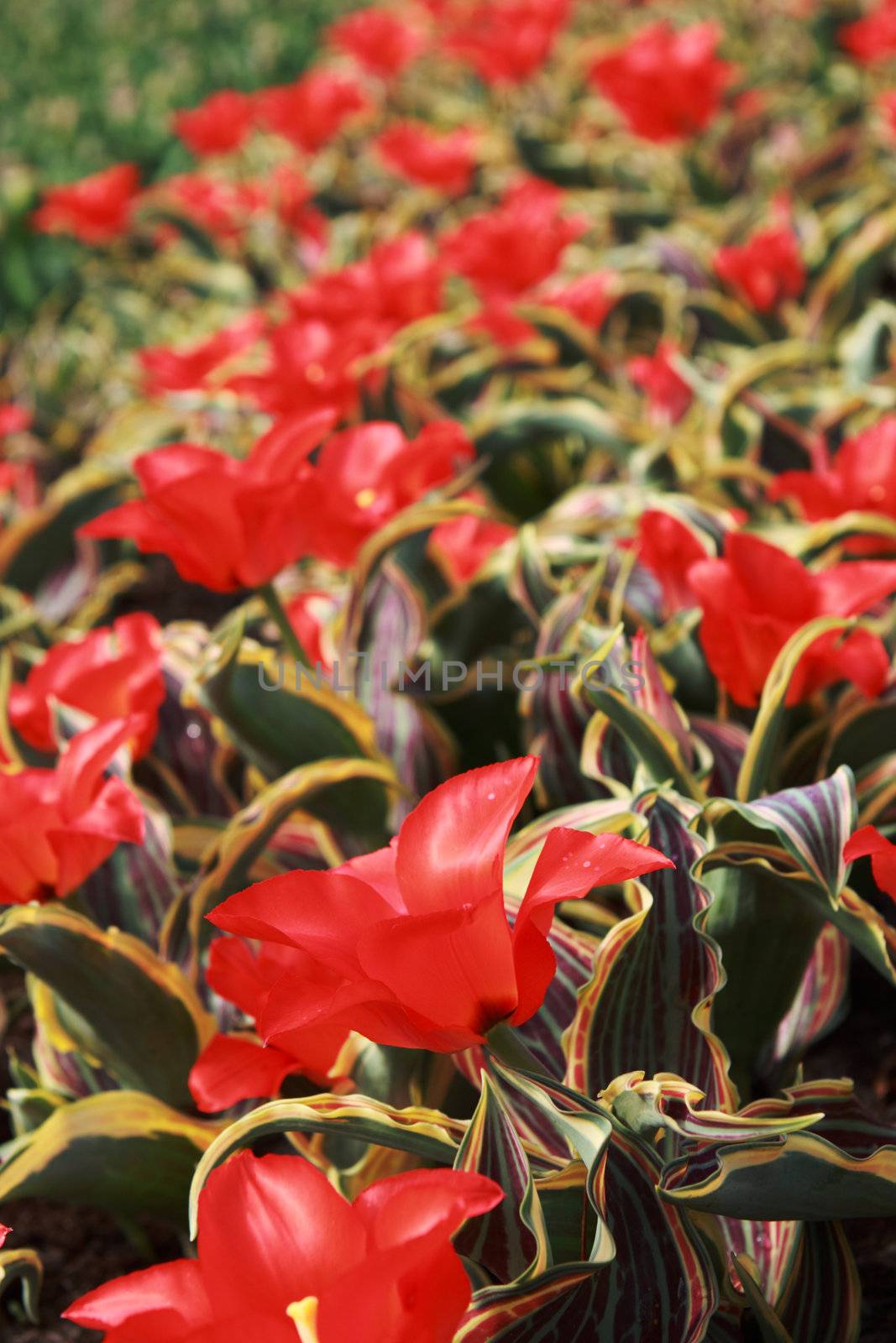 field of red tulips with untypical shape in Keukenhof