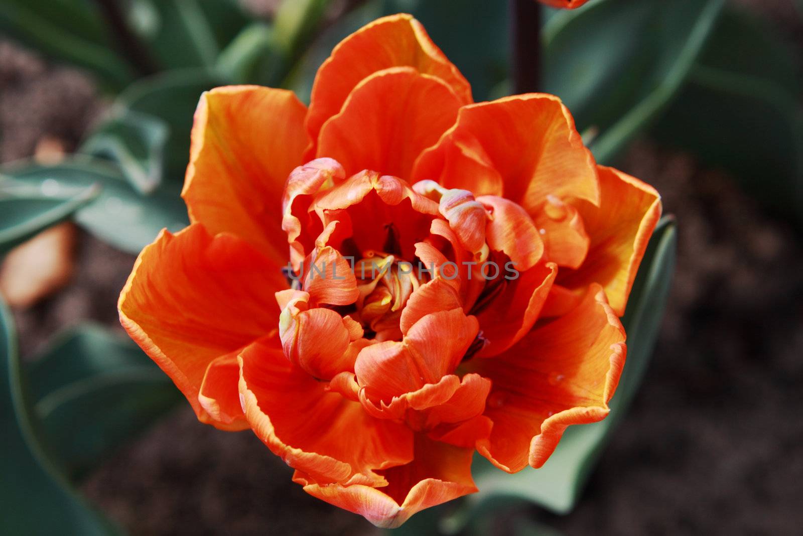tulip "Orange Princess" close up in the Keukenhof