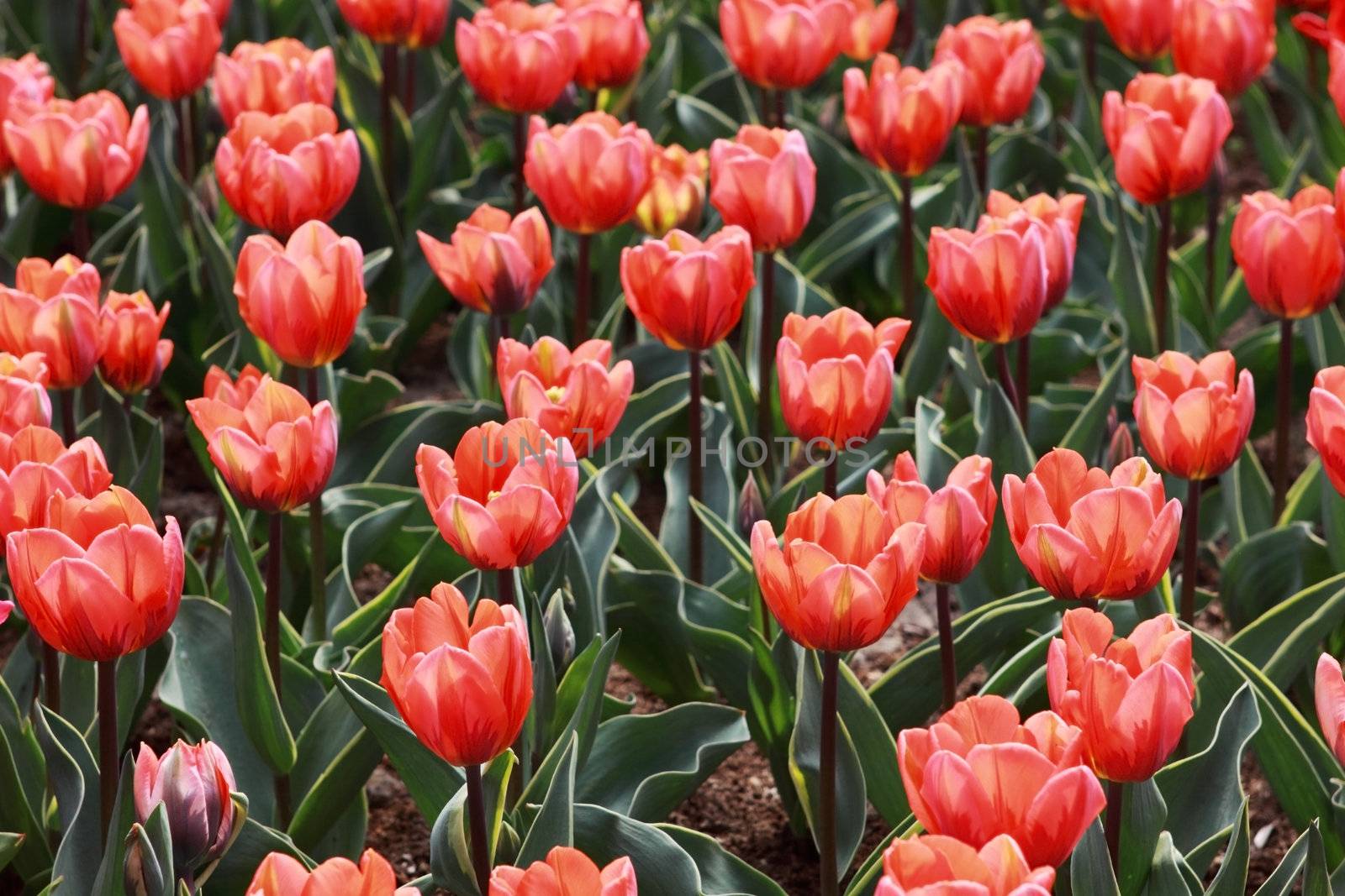 pattern of soft light red tulips in Keukenhof