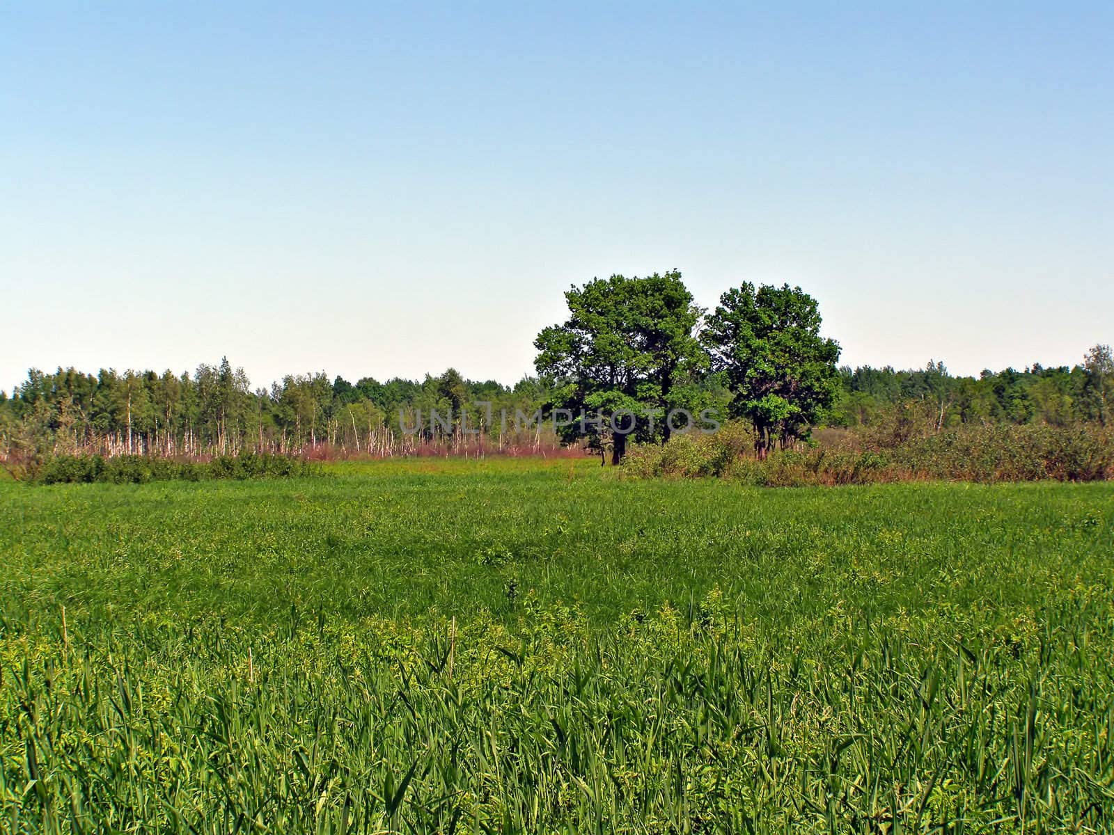 two oaks on green field